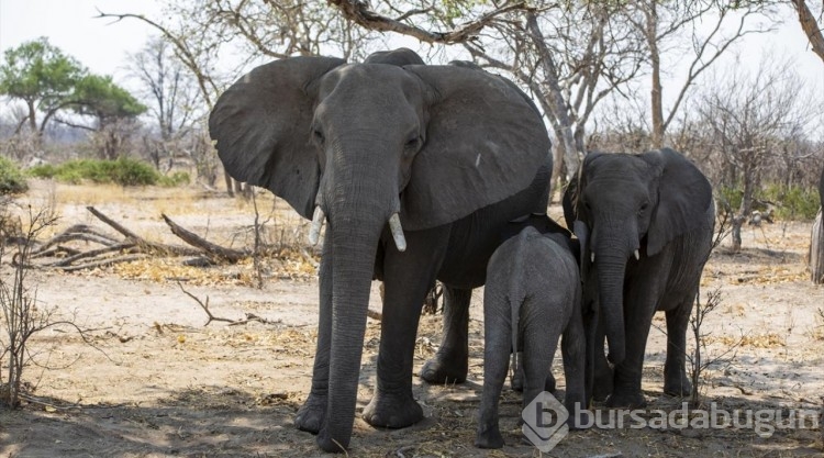 Afrika'nın doğa harikalarından Okavango Deltası'nda kuraklık hakim
