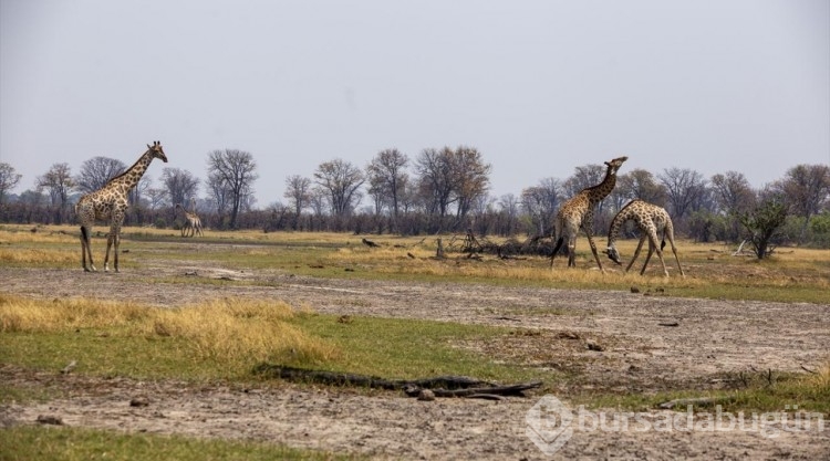 Afrika'nın doğa harikalarından Okavango Deltası'nda kuraklık hakim
