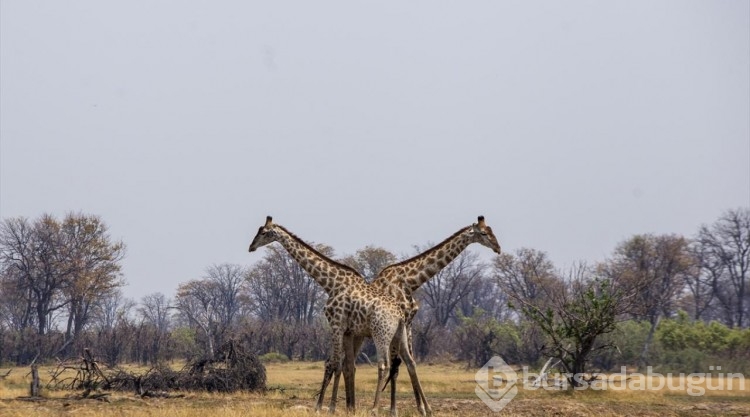 Afrika'nın doğa harikalarından Okavango Deltası'nda kuraklık hakim
