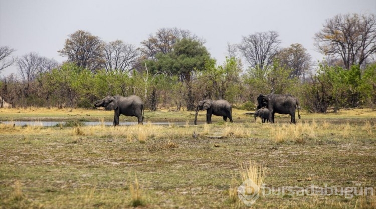 Afrika'nın doğa harikalarından Okavango Deltası'nda kuraklık hakim
