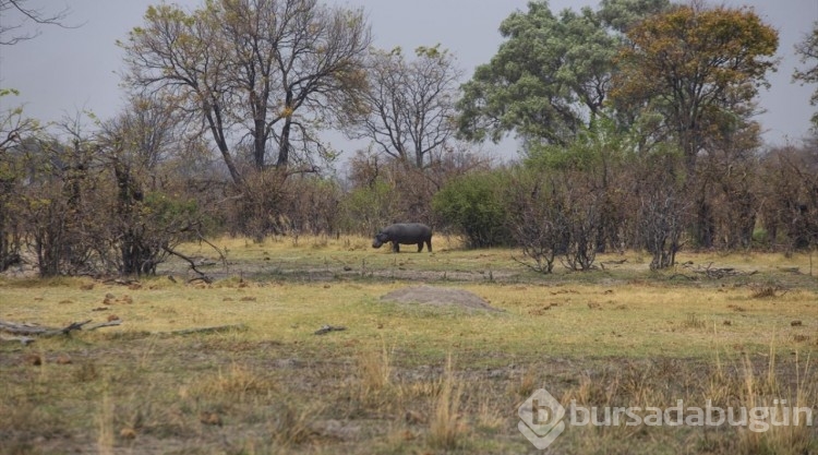 Afrika'nın doğa harikalarından Okavango Deltası'nda kuraklık hakim
