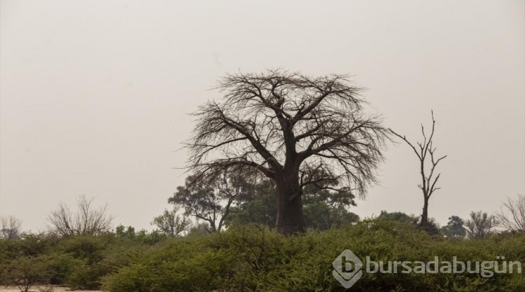 Afrika'nın doğa harikalarından Okavango Deltası'nda kuraklık hakim
