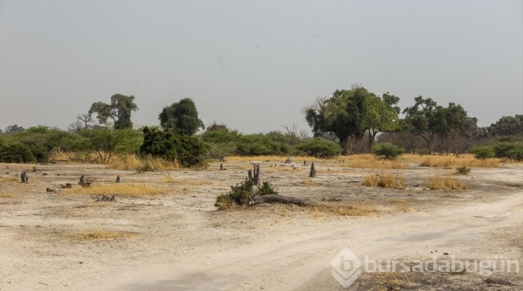 Afrika'nın doğa harikalarından Okavango Deltası'nda kuraklık hakim
