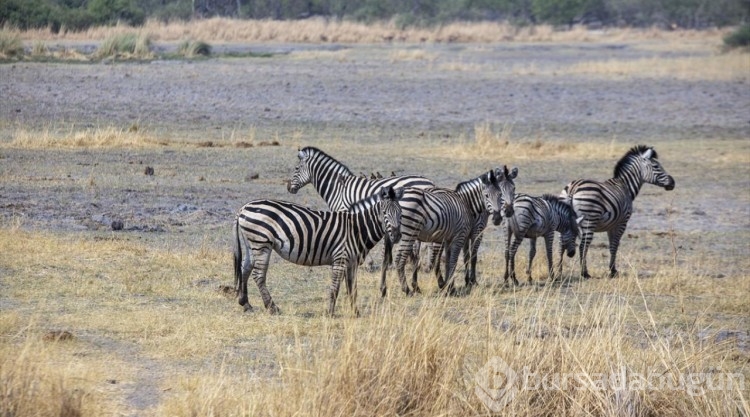 Afrika'nın doğa harikalarından Okavango Deltası'nda kuraklık hakim
