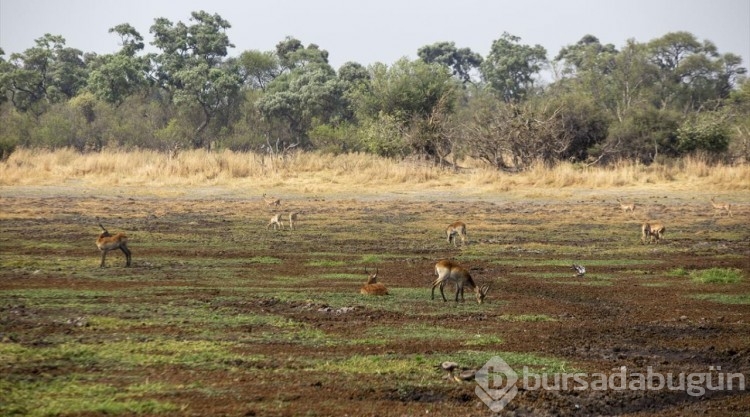 Afrika'nın doğa harikalarından Okavango Deltası'nda kuraklık hakim
