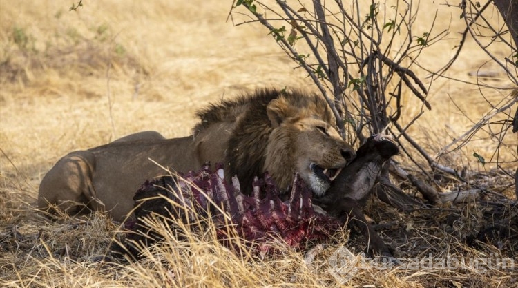 Afrika'nın doğa harikalarından Okavango Deltası'nda kuraklık hakim
