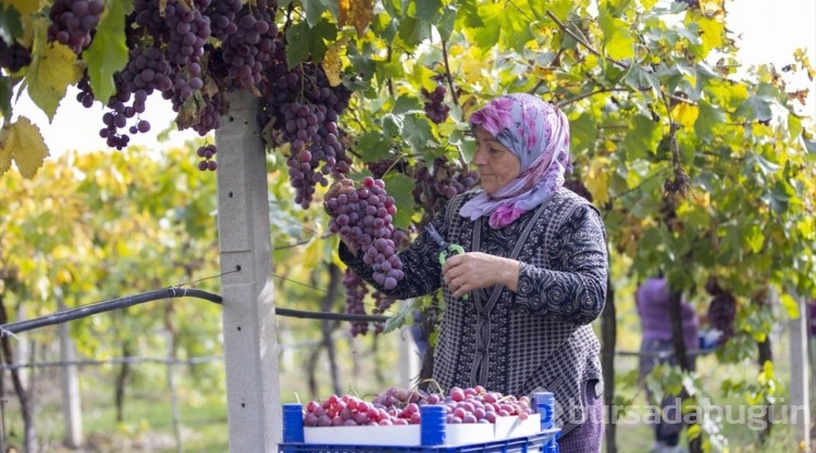 Sakarya'da hasadı yapılan üzüm, birçok kente gönderiliyor