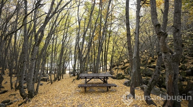 Karagöl Tabiat Parkı sonbahar renklerine büründü
