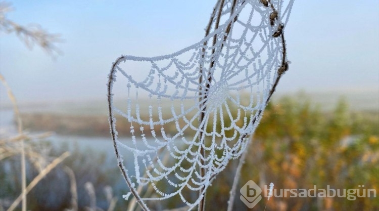Ardahan ve Kars'ta soğuk hava kırağı, buzlanma ve sis oluşturdu

