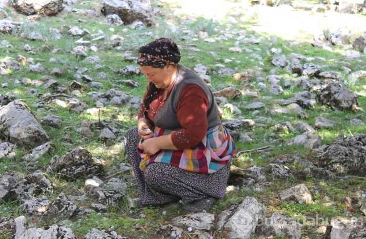 Toros Dağları'nın zirvesinden gelen şifa: Bir kaşığı hastalık düşmanı!
