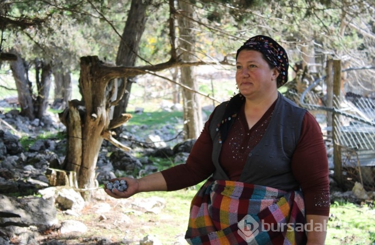 Toros Dağları'nın zirvesinden gelen şifa: Bir kaşığı hastalık düşmanı!
