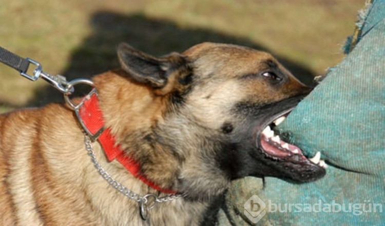 İngiliz uzman açıkladı: Köpek saldırısında yapmanız gereken 3 şey
