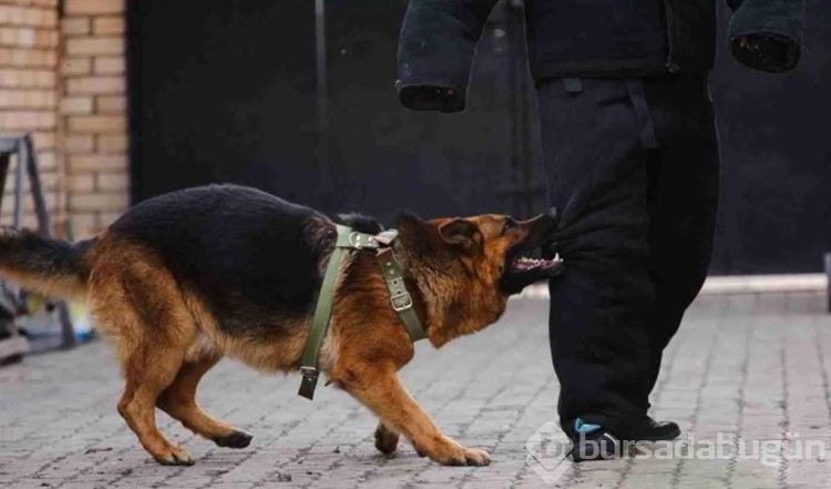 İngiliz uzman açıkladı: Köpek saldırısında yapmanız gereken 3 şey
