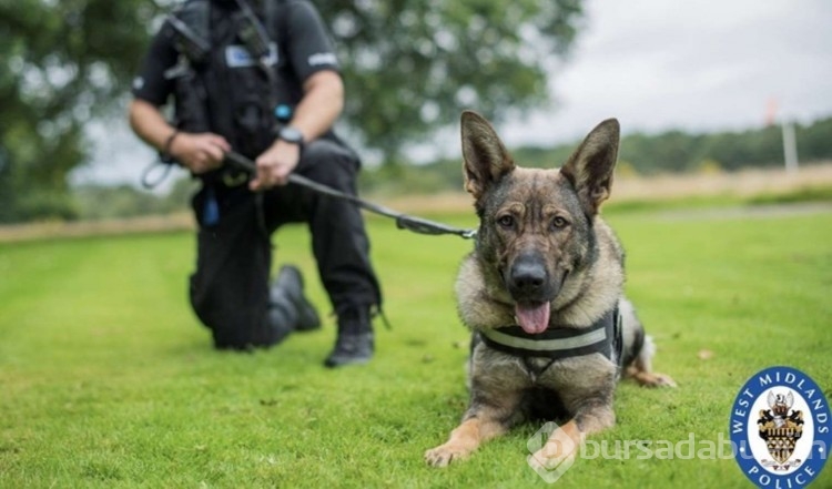 İngiliz uzman açıkladı: Köpek saldırısında yapmanız gereken 3 şey
