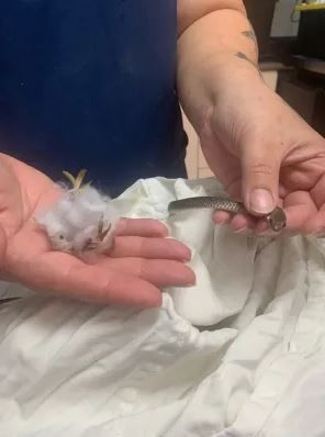 Talihsiz yılan sahte örümcek ağına yakalandı
