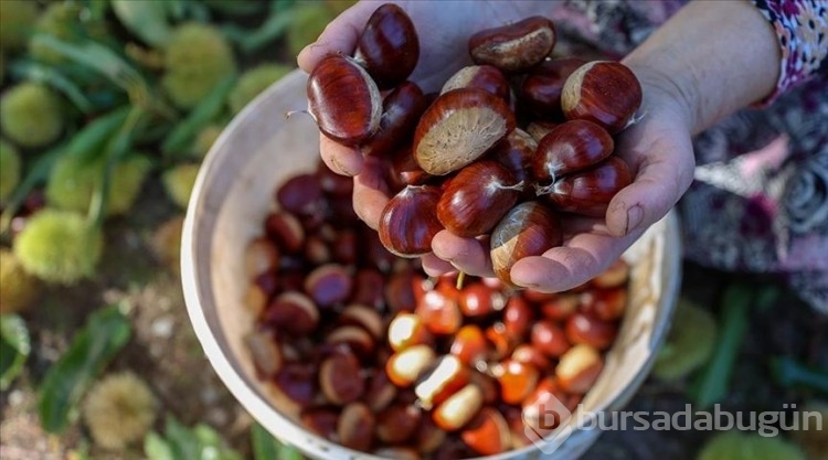 Kestanenin 100 gramı 50 liradan satılıyor!