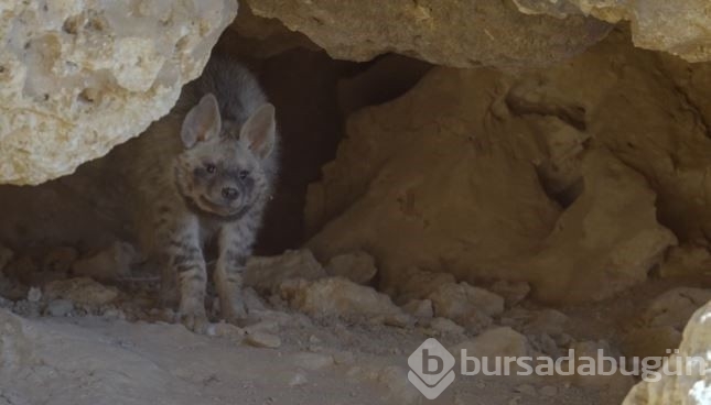 Fotoğrafını çeken kişinin heyecandan eli zangır zangır titredi