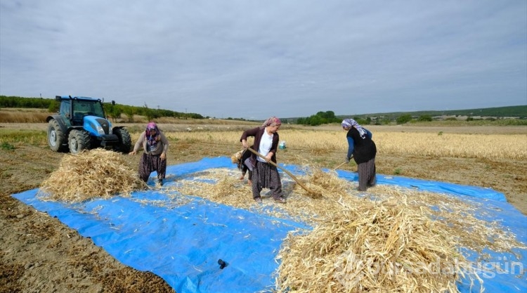 Kırklarelili kadınlar kuru fasulye mesaisinde
