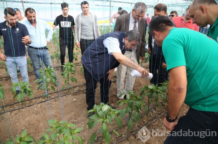 Mersinli çiftçilerin korkulu rüyası oldu
