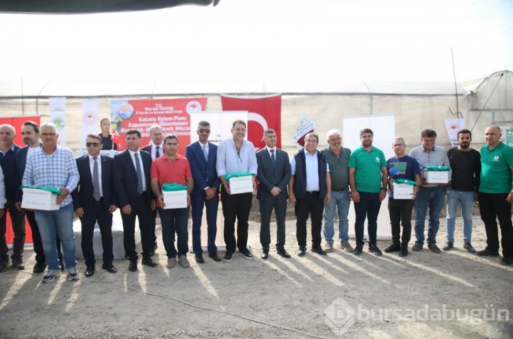 Mersinli çiftçilerin korkulu rüyası oldu