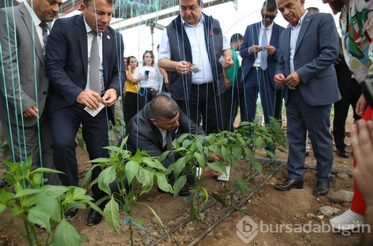 Mersinli çiftçilerin korkulu rüyası oldu