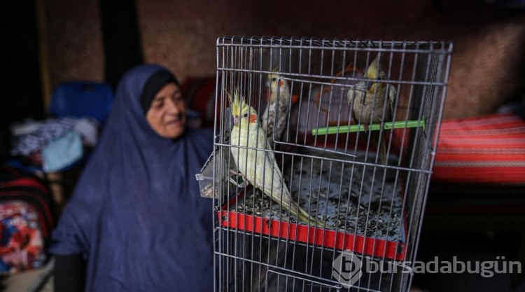 Nasır Hastanesi'ne sığınan Filistinli, beslediği hayvanlarını da götürdü

