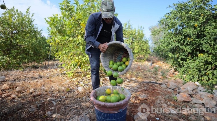 Çukurovalı limon üreticileri fiyat desteği istiyor
