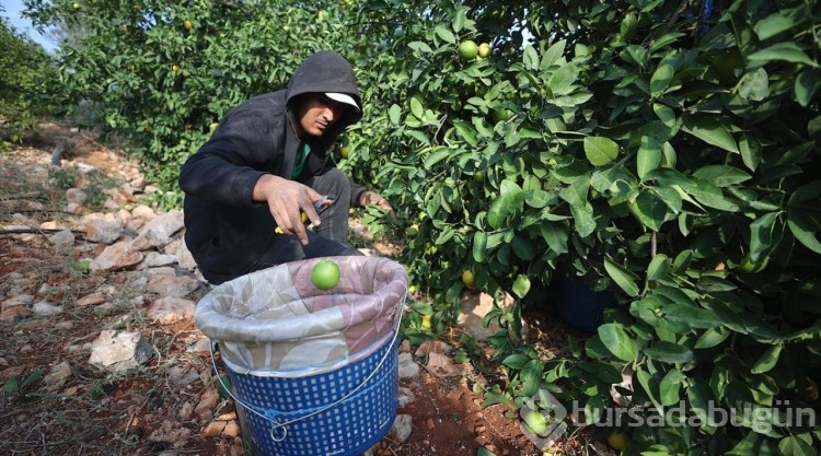 Çukurovalı limon üreticileri fiyat desteği istiyor
