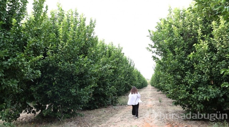 Çukurovalı limon üreticileri fiyat desteği istiyor
