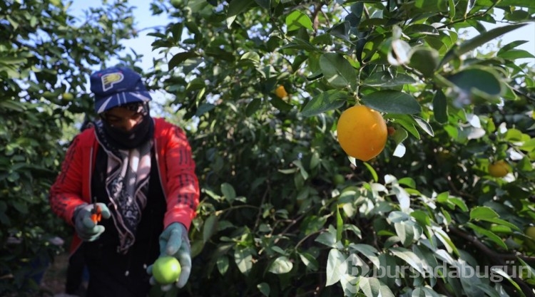 Çukurovalı limon üreticileri fiyat desteği istiyor
