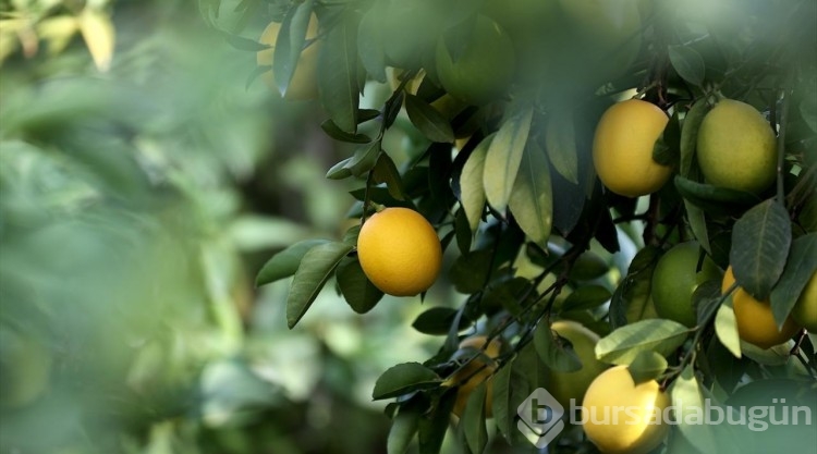 Çukurovalı limon üreticileri fiyat desteği istiyor
