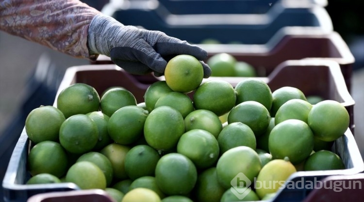 Çukurovalı limon üreticileri fiyat desteği istiyor
