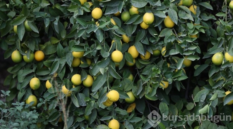 Çukurovalı limon üreticileri fiyat desteği istiyor
