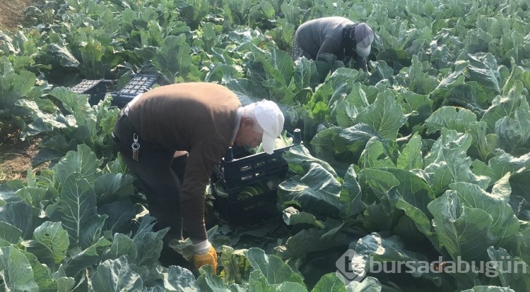 Batmanlı çiftçi hasat sırasında gördüğü şeyle şaşkına döndü