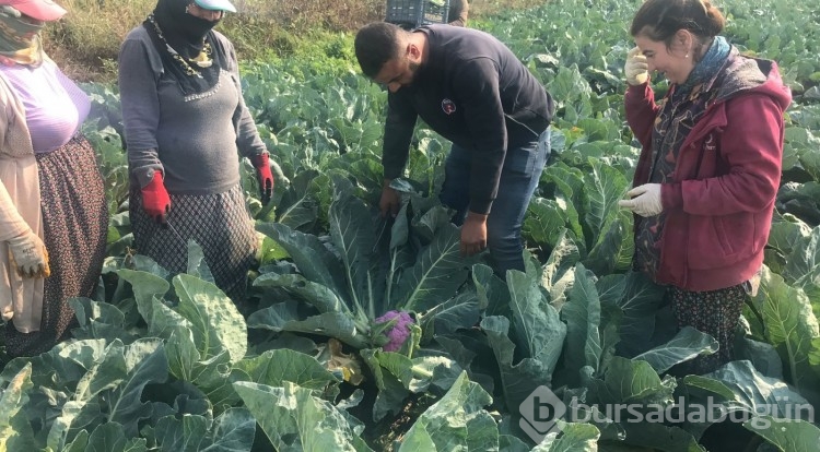 Batmanlı çiftçi hasat sırasında gördüğü şeyle şaşkına döndü