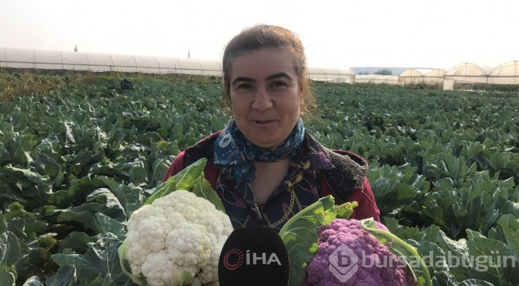 Batmanlı çiftçi hasat sırasında gördüğü şeyle şaşkına döndü