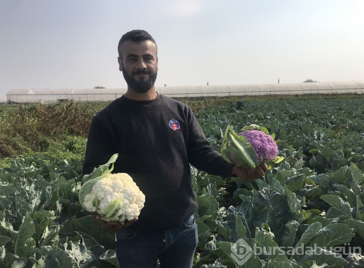 Batmanlı çiftçi hasat sırasında gördüğü şeyle şaşkına döndü