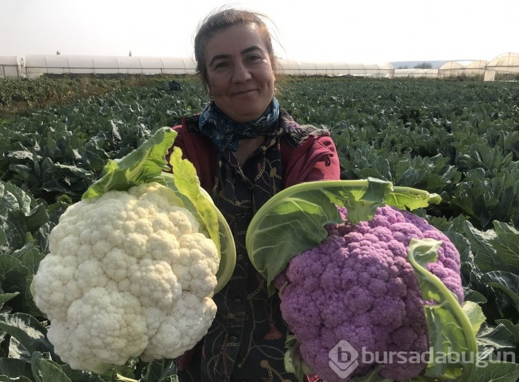 Batmanlı çiftçi hasat sırasında gördüğü şeyle şaşkına döndü