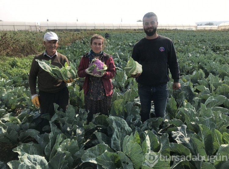 Batmanlı çiftçi hasat sırasında gördüğü şeyle şaşkına döndü