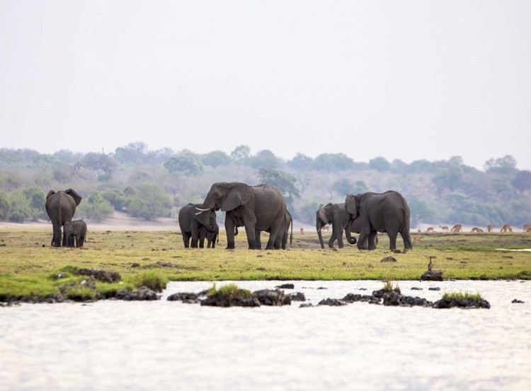 Chobe Ulusal Parkı: Afrika'nın fil cenneti