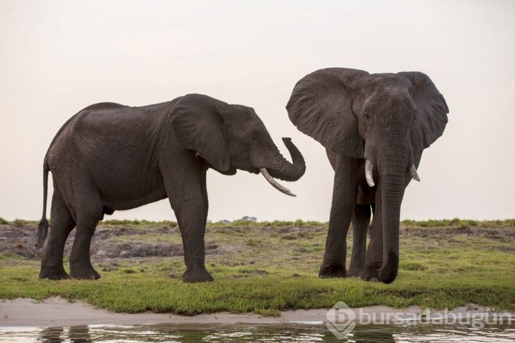 Chobe Ulusal Parkı: Afrika'nın fil cenneti