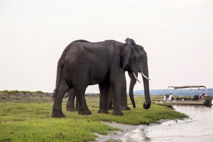 Chobe Ulusal Parkı: Afrika'nın fil cenneti
