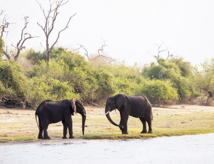Chobe Ulusal Parkı: Afrika'nın fil cenneti