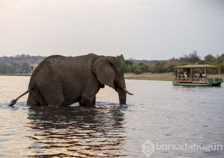 Chobe Ulusal Parkı: Afrika'nın fil cenneti