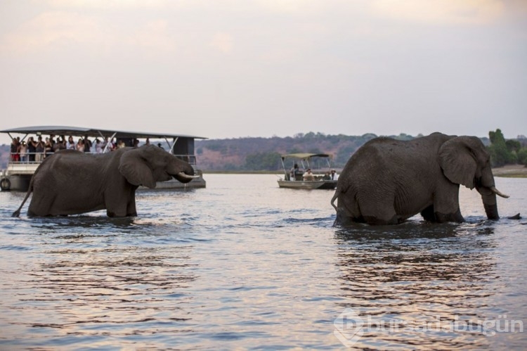 Chobe Ulusal Parkı: Afrika'nın fil cenneti