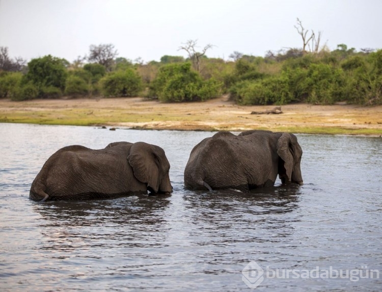 Chobe Ulusal Parkı: Afrika'nın fil cenneti