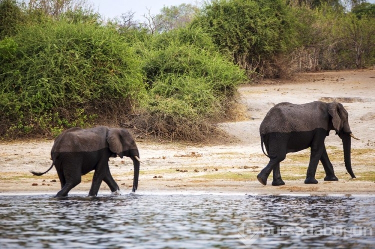 Chobe Ulusal Parkı: Afrika'nın fil cenneti