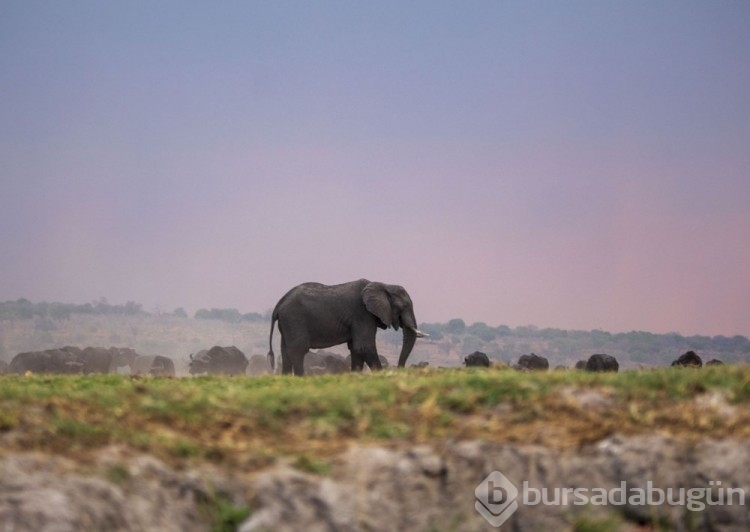 Chobe Ulusal Parkı: Afrika'nın fil cenneti