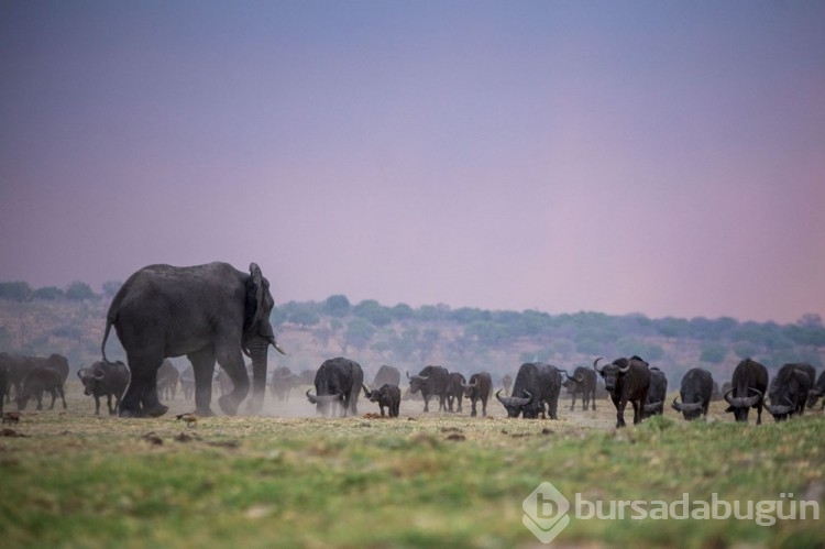 Chobe Ulusal Parkı: Afrika'nın fil cenneti
