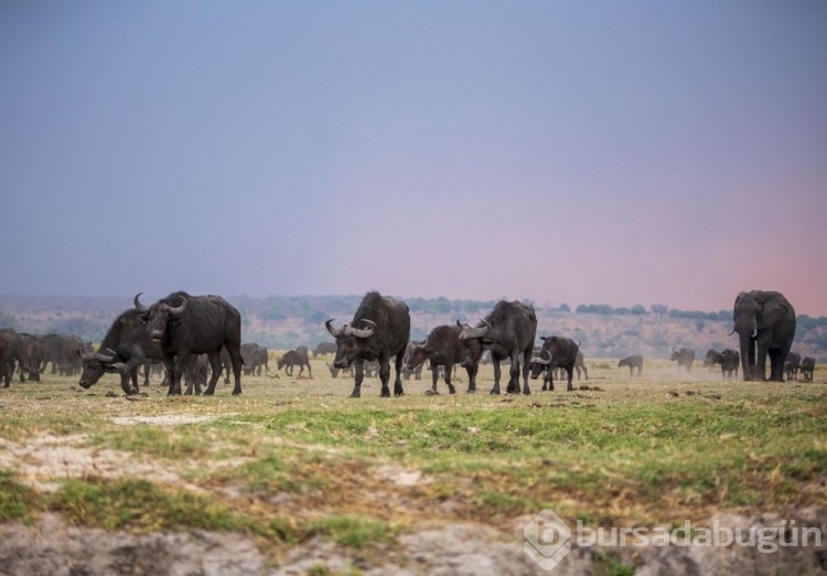 Chobe Ulusal Parkı: Afrika'nın fil cenneti